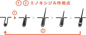 ヘアサイクルを通常に戻す