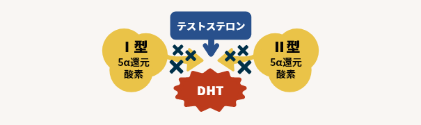 デュタステリドの効果